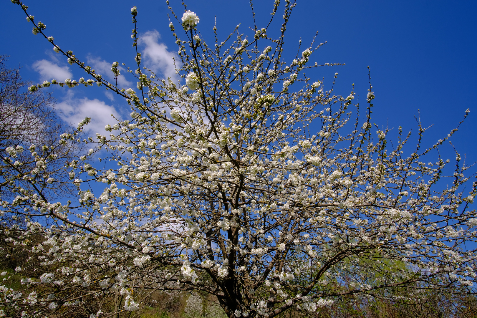 Hanami im Odenwald