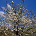 Hanami im Odenwald