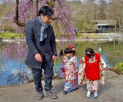 Hanami im Westpark