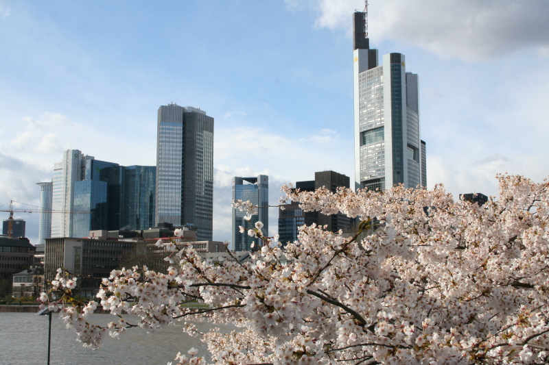 Hanami in Frankfurt 2008