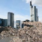 Hanami in Frankfurt 2008