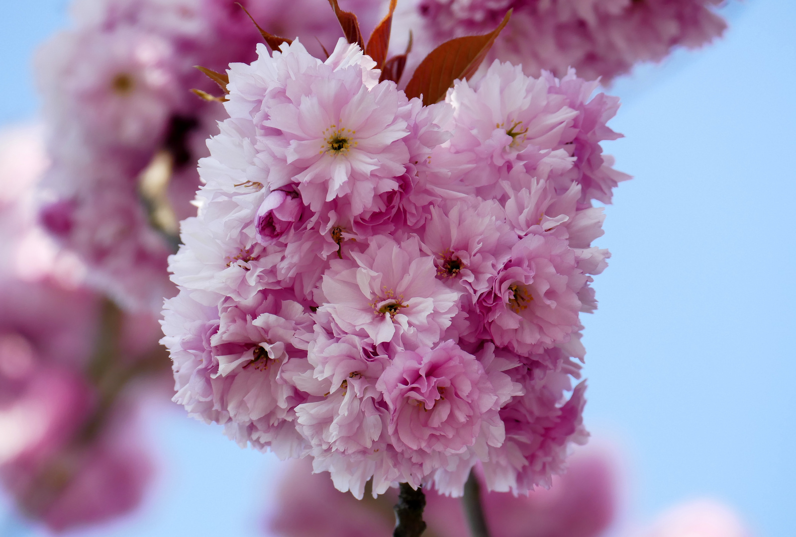 ...Hanami in Hessen...