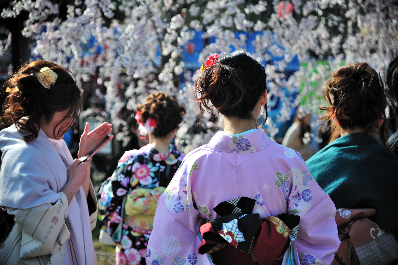 Hanami in Kyoto