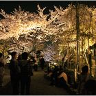  Hanami in Kyoto