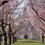 Hanami in Schwetzingen