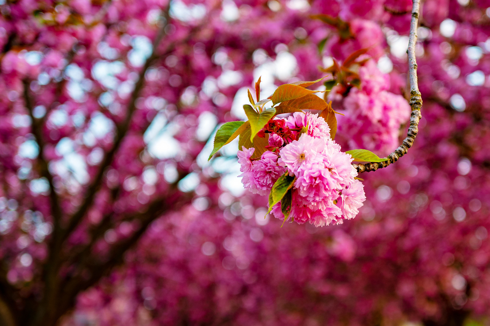 Hanami (jap.)