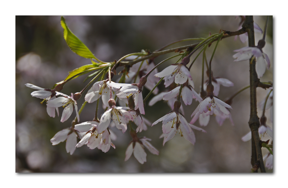 Hanami ~ Kirschblüte