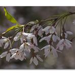 Hanami ~ Kirschblüte