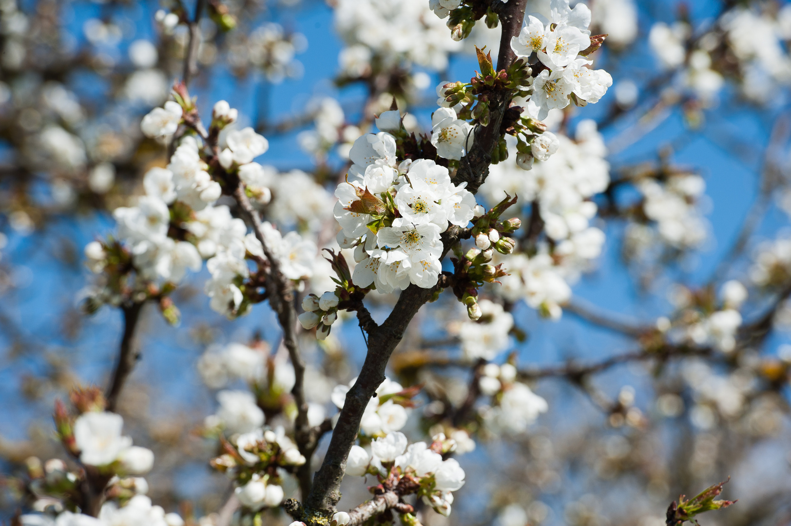 Hanami - Kirschblüte