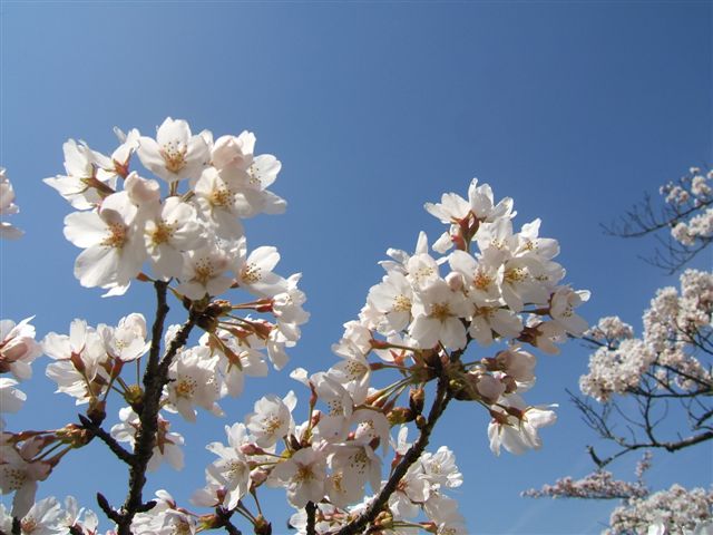 Hanami-Kirschblüte in Japan