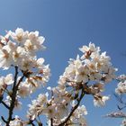 Hanami-Kirschblüte in Japan