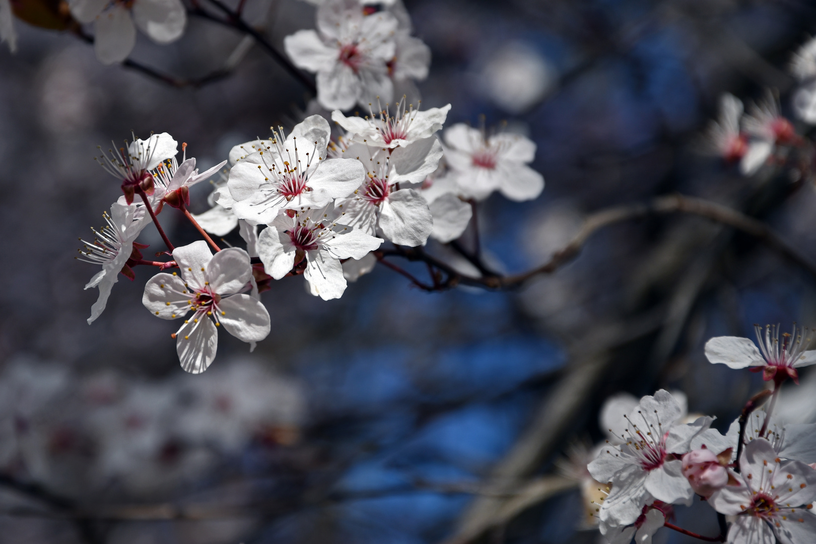 Hanami - Kirschblüten