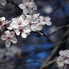 Hanami - Kirschblüten