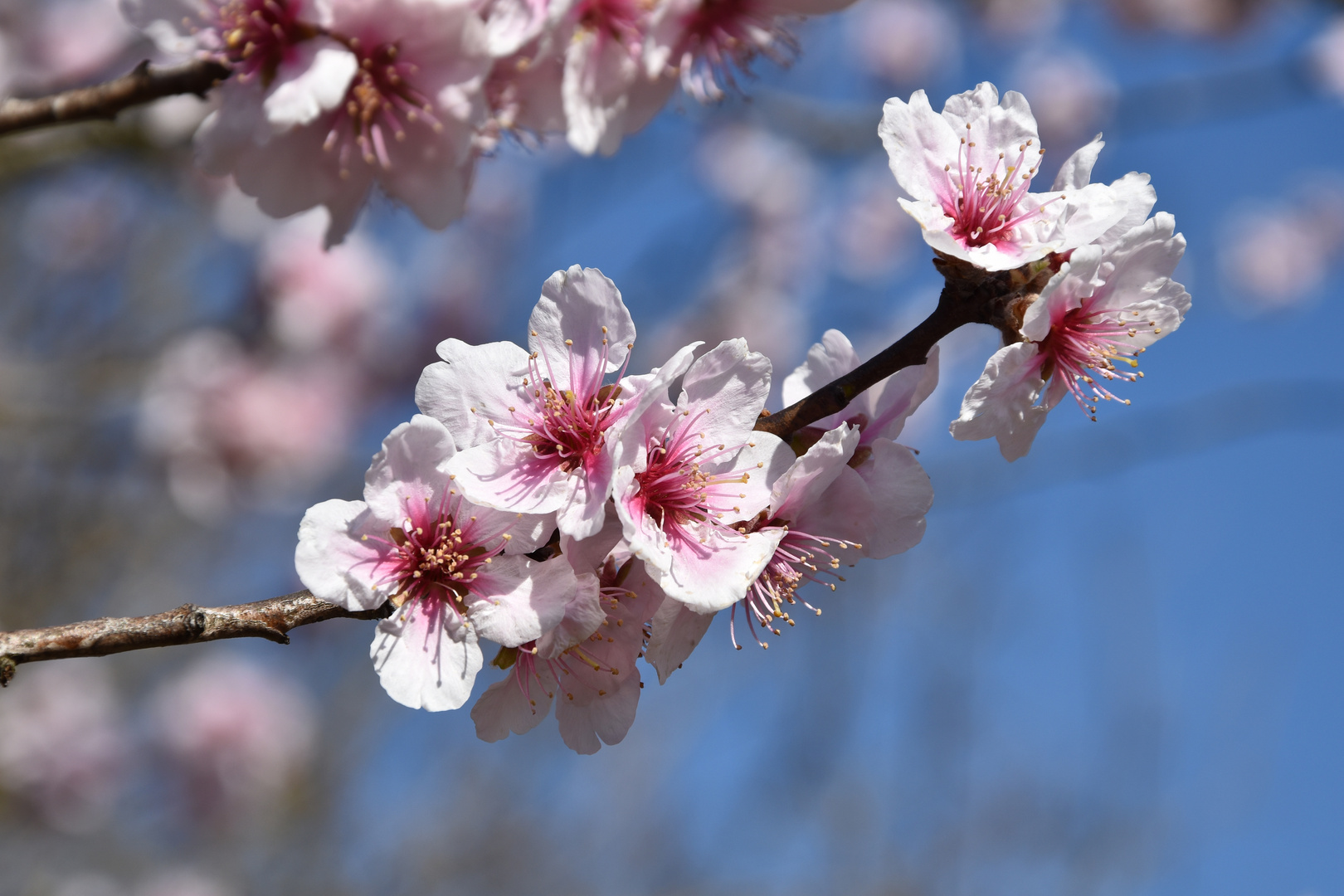 Hanami - Kirschblüten II