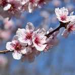 Hanami - Kirschblüten II
