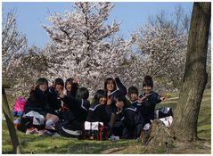 Hanami - Kirschblütenfest