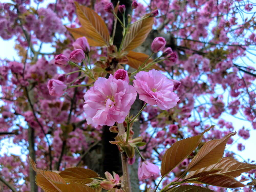 Hanami - Kirschblütenfest