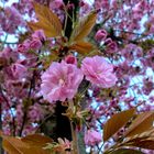 Hanami - Kirschblütenfest