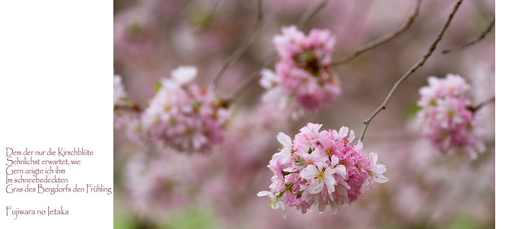 Hanami mit Haiku (1)