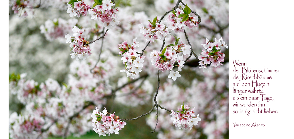 Hanami mit Haiku (2)