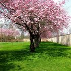 Hanami Schwetzingen