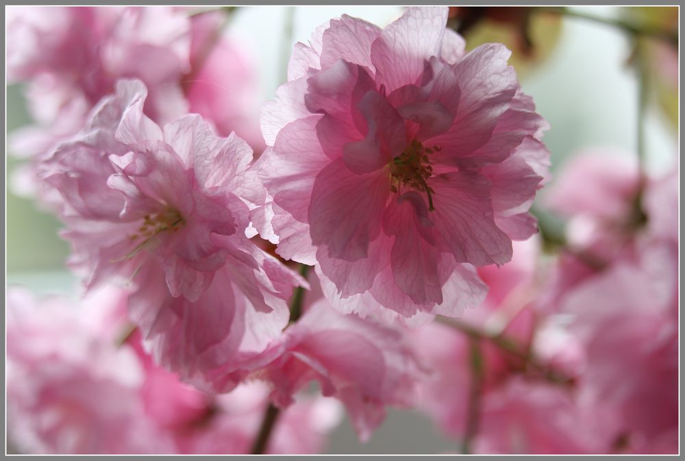 Hanami- Symphonie in rosa