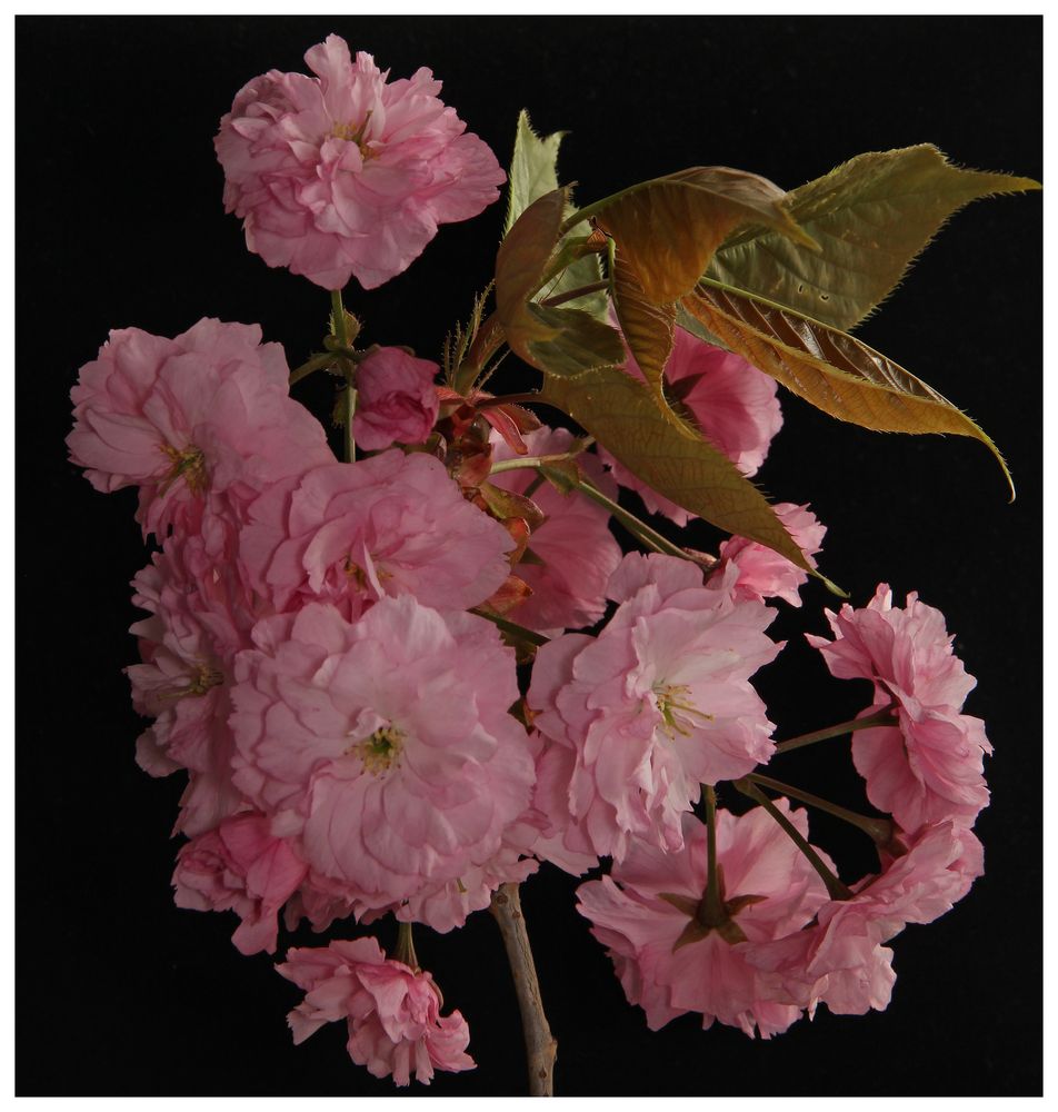 Hanami - Symphonie in Rosa