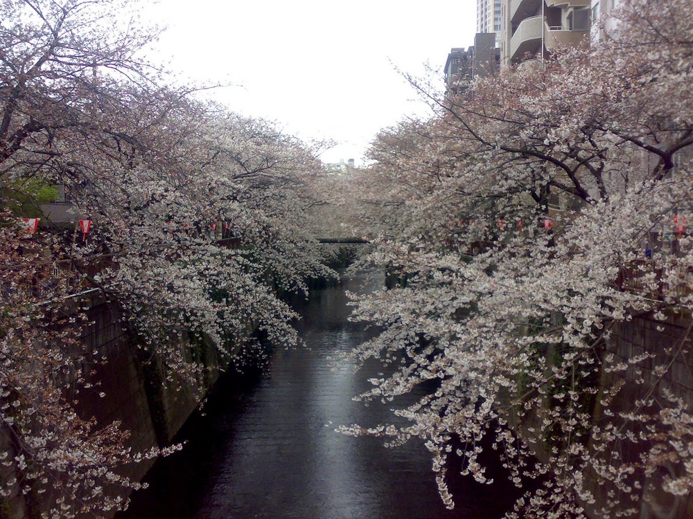 Hanami, the Cherry Blossoms Season