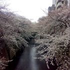 Hanami, the Cherry Blossoms Season