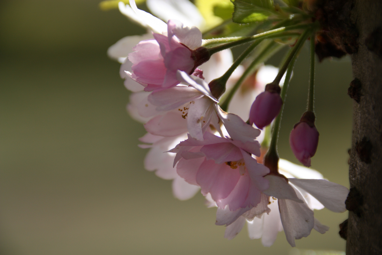 Hanami vor dem EKO-Haus, Düsseldorf-Niederkassel