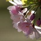 Hanami vor dem EKO-Haus, Düsseldorf-Niederkassel