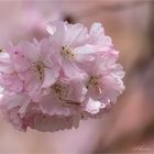 HANAMI - Zeit der Kirschblüten