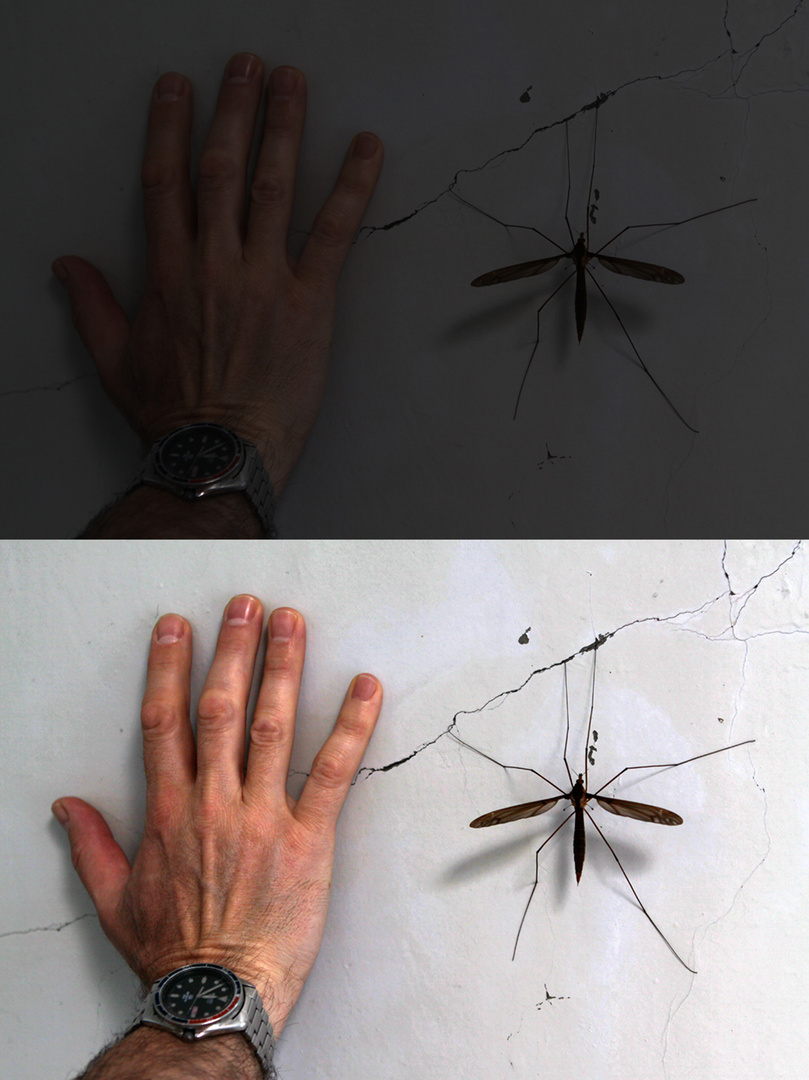 Hand and Crane Fly