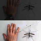 Hand and Crane Fly