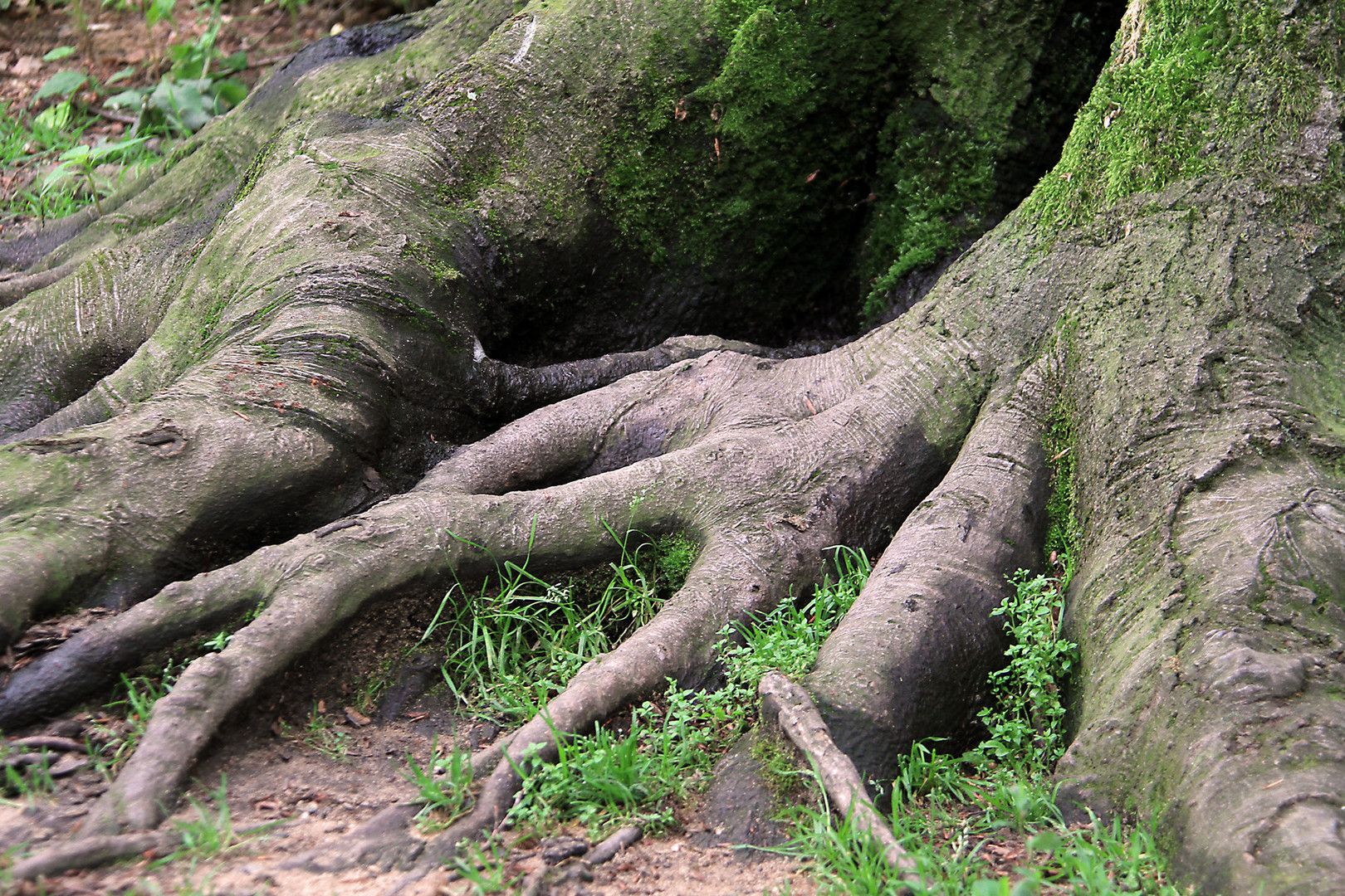 Hand der Natur !