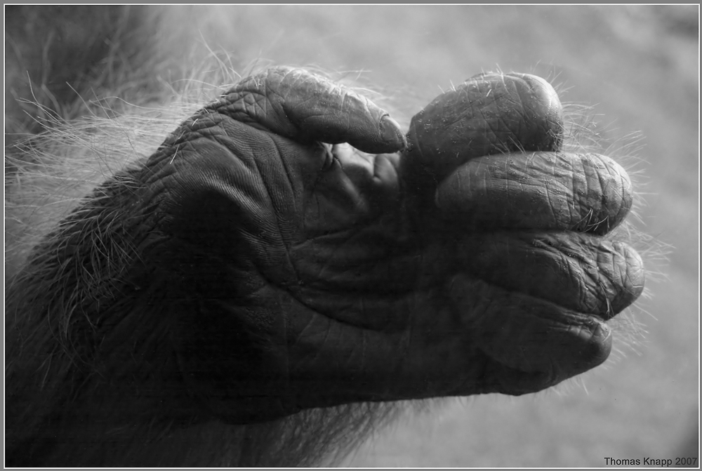 Hand eines Orang-Utan