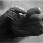 Hand eines Orang-Utan