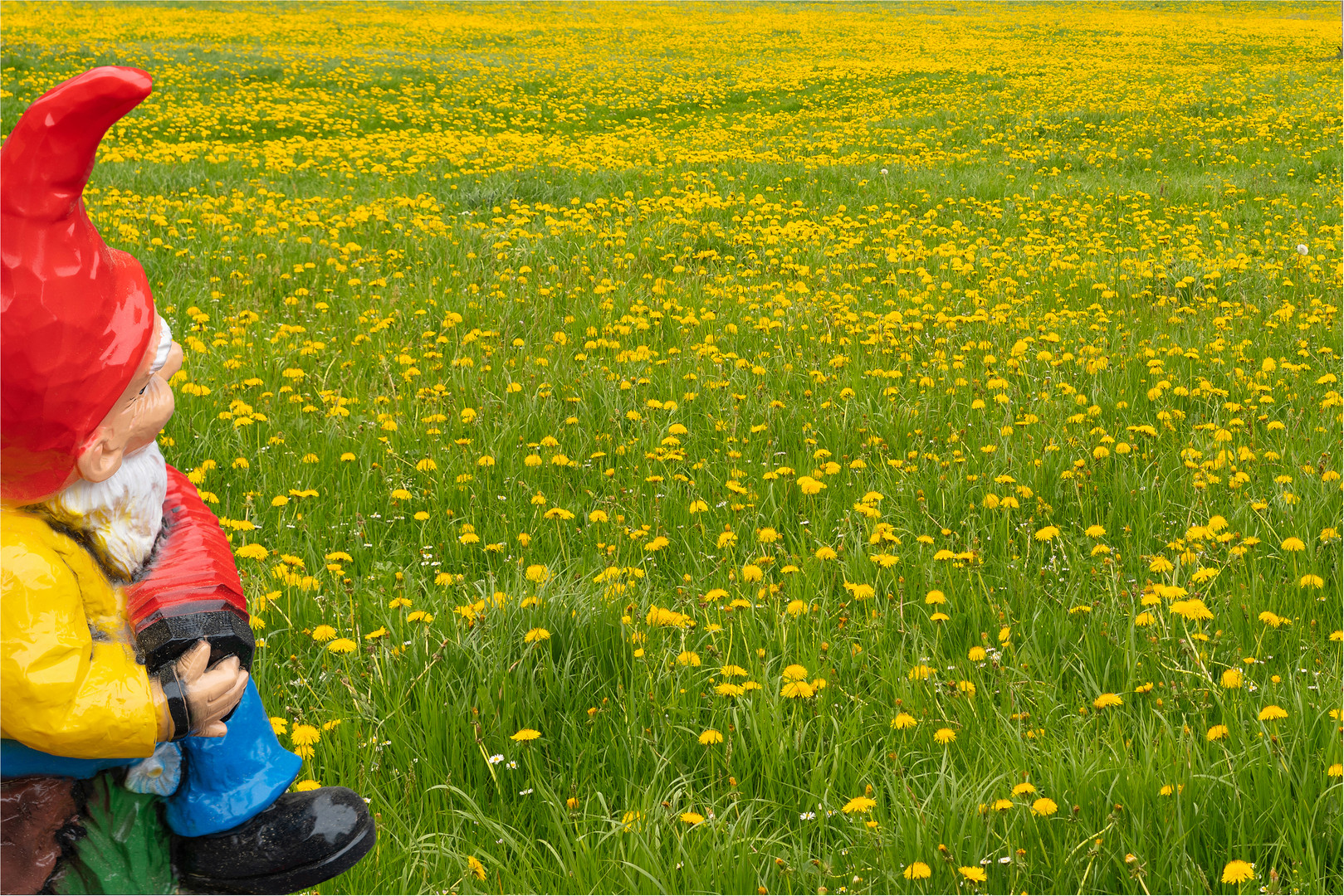 Hand- harmonischer Zwerg erlebt den Frühling