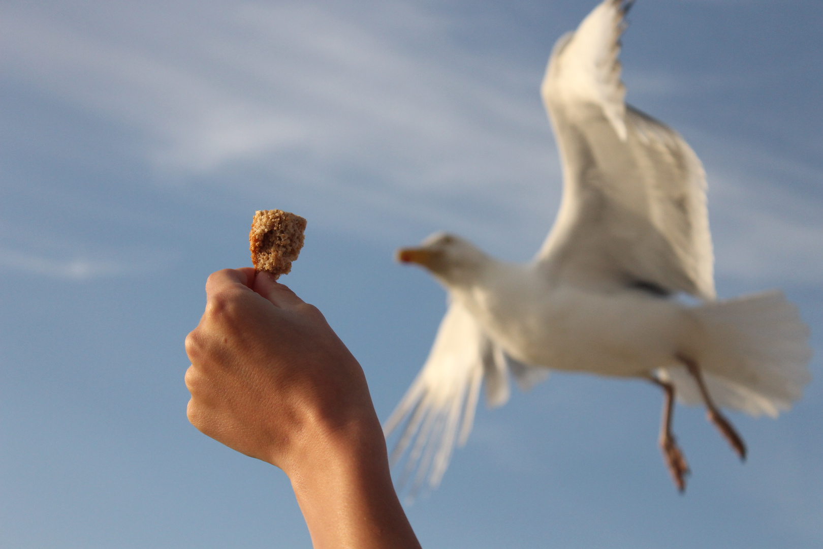 hand mit brot und möwe :)