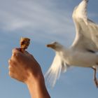 hand mit brot und möwe :)