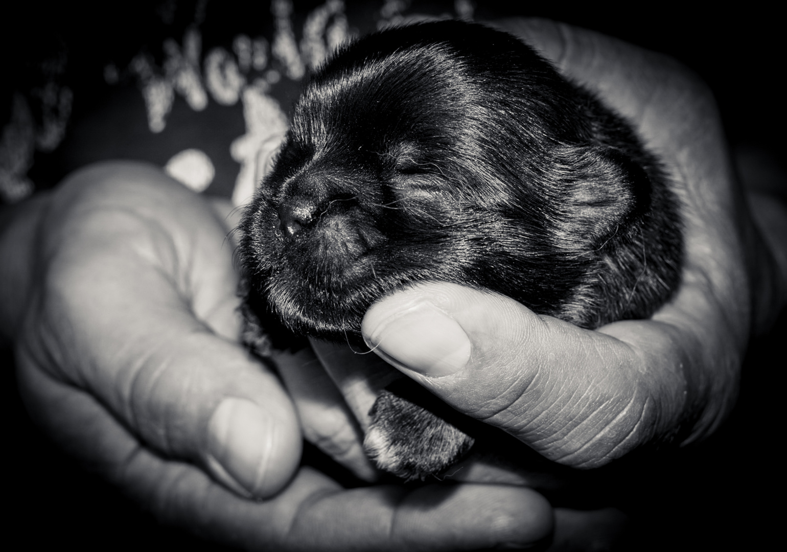 Hand mit Hund