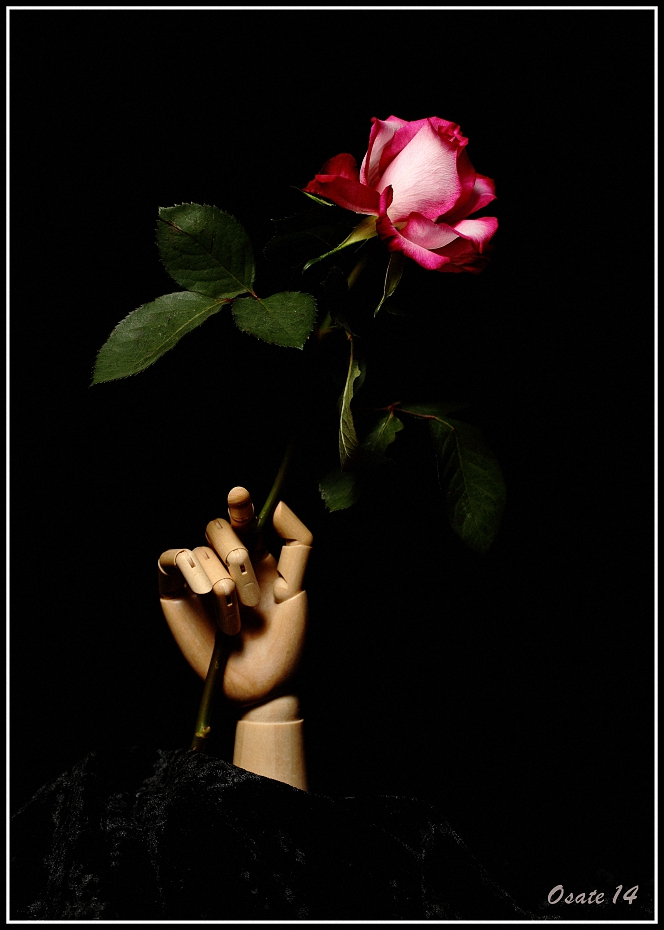 Hand mit Rose