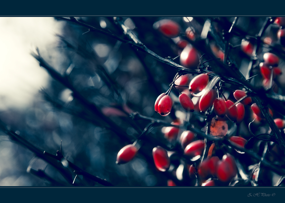 Hand tinted berries