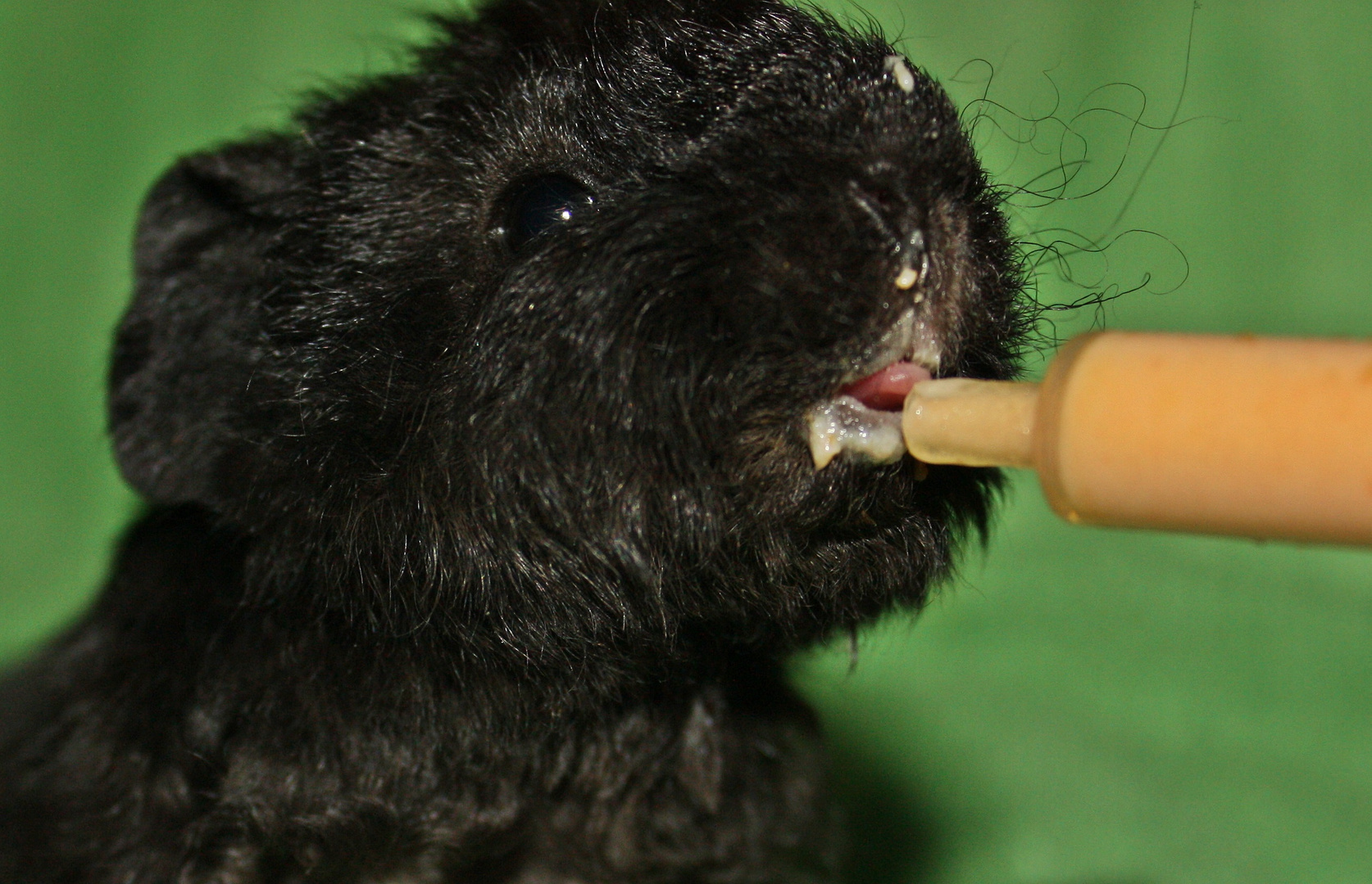 Handaufzucht eines Meerschweinchens