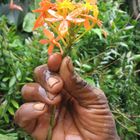 Hand/Blume