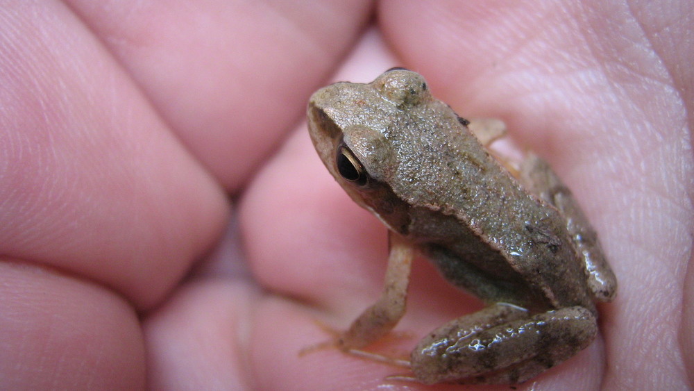 Handfrosch