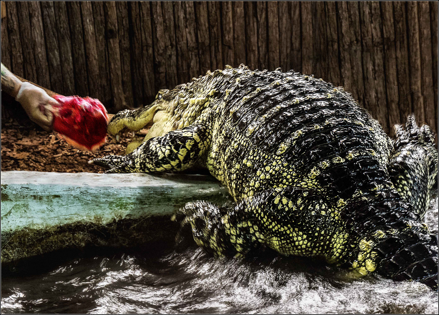 Handfütterung eines Alligators