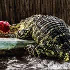 Handfütterung eines Alligators