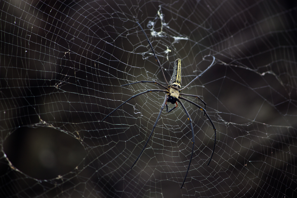 Handgroße Spinne in Kambodscha