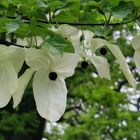 Handkerchief tree